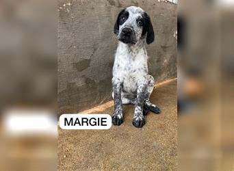 Margie: „Und jetzt starte ich meine Karriere als Familienhund“