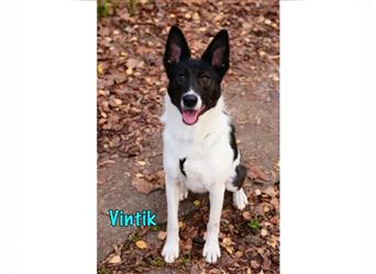 Vintik 08/21 (RUS) - intelligenter, sportlicher und aufgeweckter (vermutl.) Laika-Mix