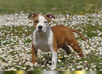 American Staffordshire Terrier Welpe ( Rüde )