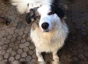 HERO - vorsichtiger und umsichtiger Rüde sucht Menschen mit Hundeerfahrung