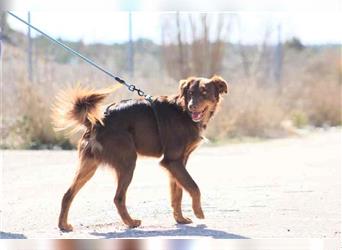 Nestor, der 5-Sterne-Plus-Hund (auf Pflegestelle von Tierheim APAP)
