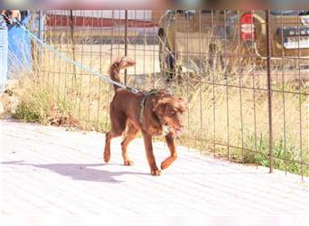 Nestor, der 5-Sterne-Plus-Hund (auf Pflegestelle von Tierheim APAP)