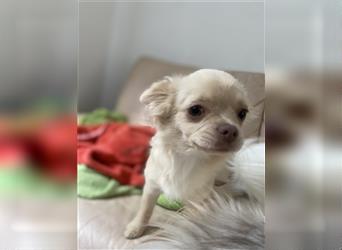 Chihuahua Hündin Welpen Langhaarig