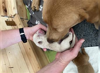 Labrador Retriever Welpe Max