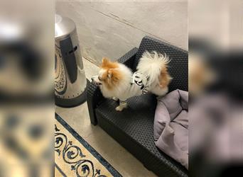 Liebenswerter Pomeranian Zwergspitz sucht ein liebevolles Zuhause