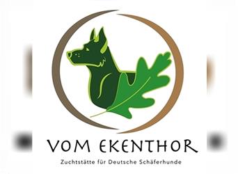 Deutsche Schäferhund Welpen mit geradem Rücken