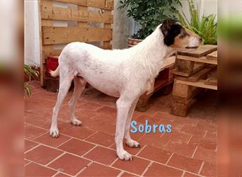 Sobras 06/2013 (ESP Pflegestelle) - liebevoller und genügsamer Ratonero Bodeguero Andaluz!