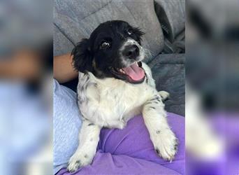 Leeda - aufgewecktes Hundemüädchen sucht eine Familie