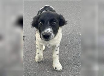 Leeda - aufgewecktes Hundemüädchen sucht eine Familie
