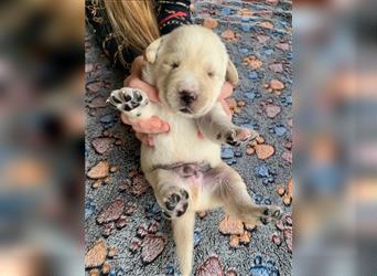 6 entzückende süße Labradorwelpen, alle blond - verschiedene Tönungen