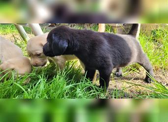 Süße Labrador Welpen suchen liebevolles Zuhause!