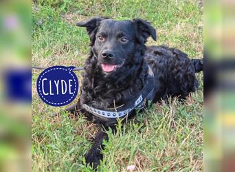Clyde ein loyaler Freund fürs Leben