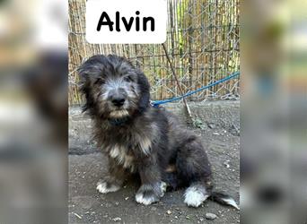 Alvin, 06.2023 geboren, 28cm sucht seine Menschen