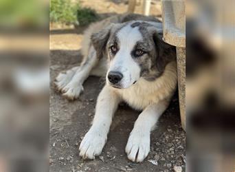 Aeropi, geb. ca. 09/2022, lebt in GRIECHENLAND, auf einem Gelände, auf dem die Hunde notdürftig vers