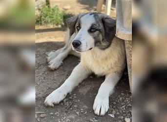Aeropi, geb. ca. 09/2022, lebt in GRIECHENLAND, auf einem Gelände, auf dem die Hunde notdürftig vers