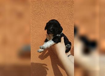 Welpe Portugiesischer Wasserhund Allergiefreundlich, Nichthaarend