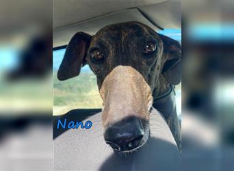 Nano 12/2018 (ESP) - ein würdevoller, verschmuster Traum-Galgo auf der Suche!