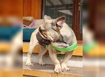Wer geht mit Bruno eine lebenslange Hund-Mensch-Partnerschaft ein?