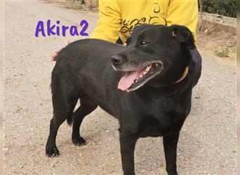 Akira2 04/2017 (ESP) - überaus liebe und soziale Hündin, auch für Hundeanfänger!