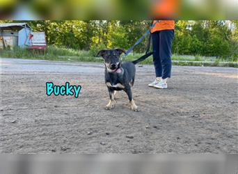 Bucky 12/21 (RUS) - lustiger, aktiver und unternehmungsfreudiger Rüde!