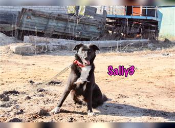 Sally3 04/2021 (RUS) - fröhliche, anhängliche und verspielte, junge Hündin!