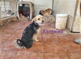 Karenina 01/2023 (ESP) - soziale und verschmuste, kleine Yorkshire Terrier (Mix) Welpin!