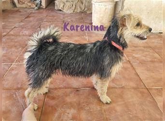 Karenina 01/2023 (ESP) - soziale und verschmuste, kleine Yorkshire Terrier (Mix) Welpin!