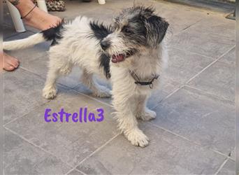 Estrella3 04/2023 (ESP) - unkomplizierte, kleine Welpin kennt bereits das Leben im Haus!