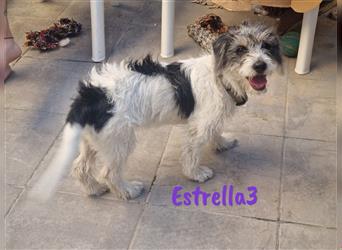 Estrella3 04/2023 (ESP) - unkomplizierte, kleine Welpin kennt bereits das Leben im Haus!