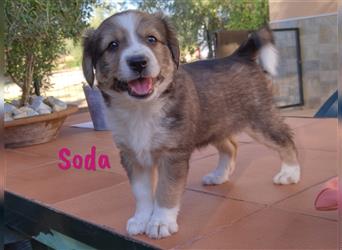 Soda 06/2023 (ESP Pflegestelle) - verspielte und verschmuste Terrier-Mix Welpin!