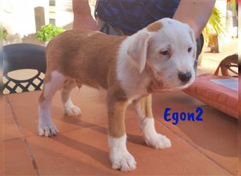 Egon2 06/2023 (ESP Pflegestelle) - verschmuster und verspielter Terrier-Mix Welpe!