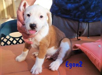 Egon2 06/2023 (ESP Pflegestelle) - verschmuster und verspielter Terrier-Mix Welpe!