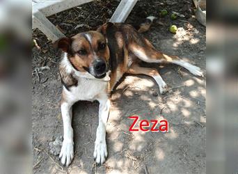 ZEZA ❤ sucht Zuhause oder Pflegestelle