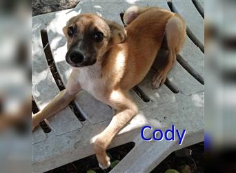 CODY ❤ sucht Zuhause oder Pflegestelle