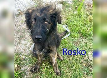 ROSKO ❤ sucht Zuhause oder Pflegestelle