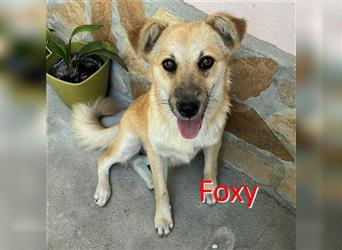 FOXY ❤ sucht Zuhause oder Pflegestelle