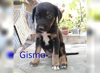 GISMO ❤ sucht Zuhause oder Pflegestelle