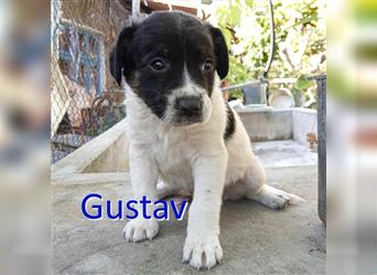 GUSTAV ❤ sucht Zuhause oder Pflegestelle