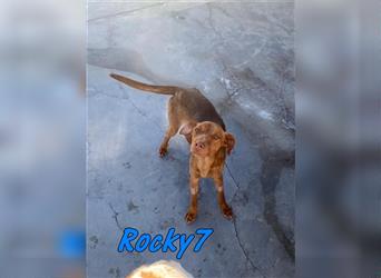 Rocky7 08/2021 (ESP) - sehr sozialer, süßer Podenco sucht Rasseliebhaber!