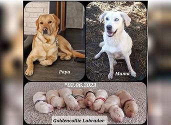 Goldencollie Aussiedor Welpen/Familenhunde/AustralienSheperd/Labrador/GoldenRetriever/BorderCollie