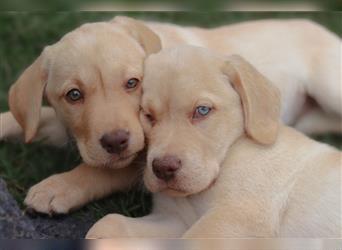 Leopard Labrador Dog Welpen