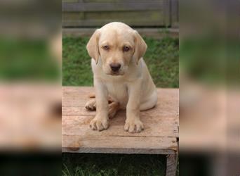 Leopard Labrador Dog Welpen