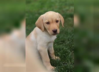 Leopard Labrador Dog Welpen