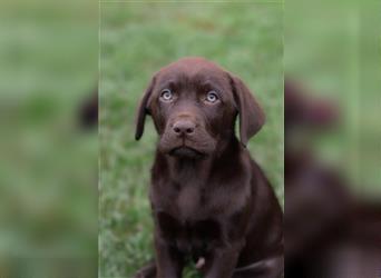 Leopard Labrador Dog Welpen