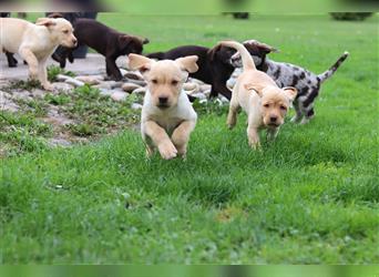 Leopard Labrador Dog Welpen