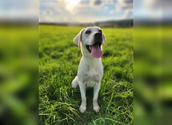 Labradorhündin weiß 10 Monate