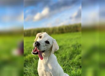 Labradorhündin weiß 10 Monate