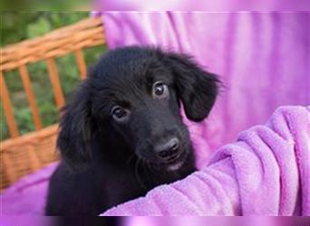 Welpe CARLA - das kleine Hundemädchen möchte mit seinen Menschen die Welt entdecken