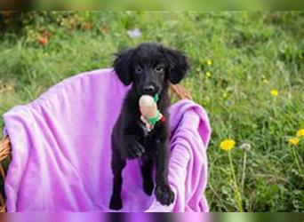 Welpe CARLA - das kleine Hundemädchen möchte mit seinen Menschen die Welt entdecken