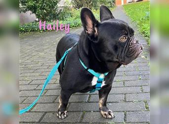 Hailey 09/2018 (in Deutschland) - unsichere französische Bulldogge Mix Hündin!